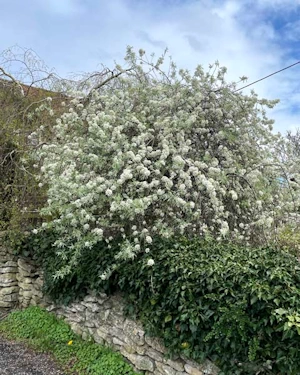 Pyrus salicifolia pendula