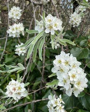 Pyrus salicifolia pendula