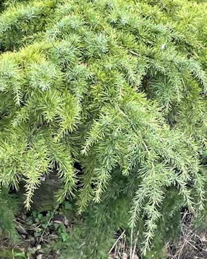 Cedrus deodara