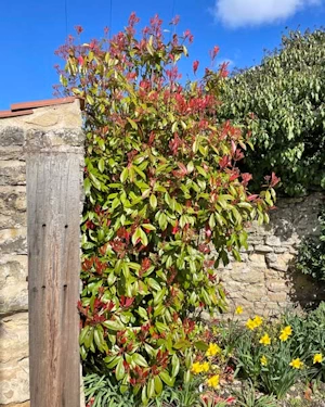 Photinia red robin