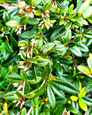 Berberis julianae