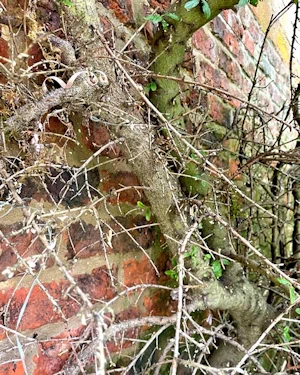 Ceanothus