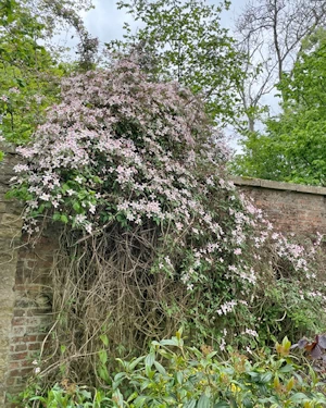 Clematis montana