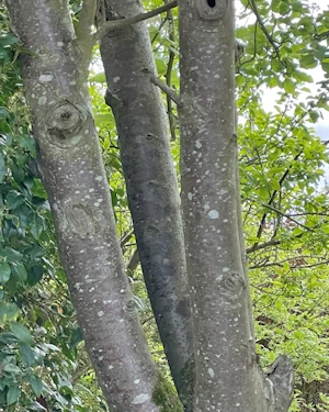 Sorbus aria