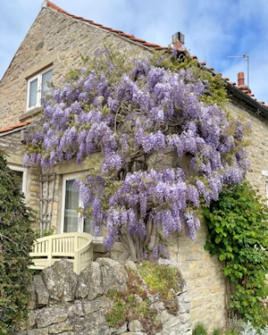 Wisteria sinensis