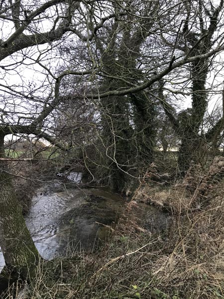 Veteran sycamore tree