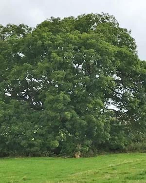 Ash tree