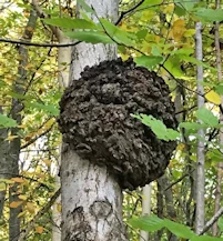 Beech burr