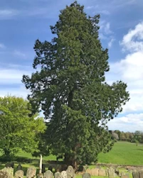 Ebberston church Sequoia