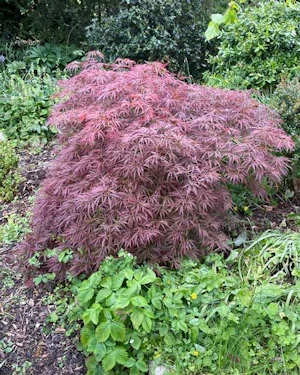 Acer palmatum dissectum