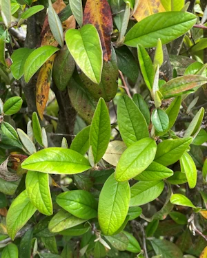 Cotoneaster salicifolium