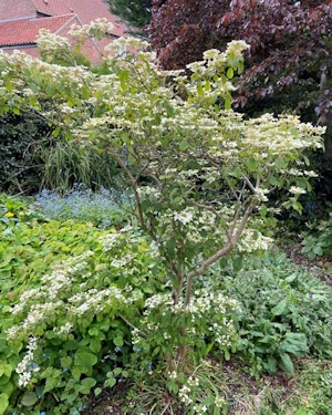 Viburnum plicatum