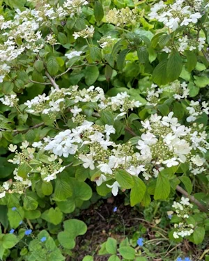 Viburnum plicatum