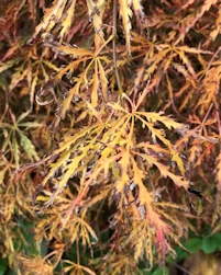 Acer palmatum dissectum