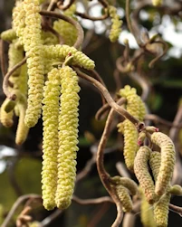 Sycamore stand