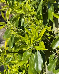 Euonymous fortunei