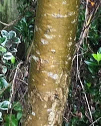 Malus Sun Rival