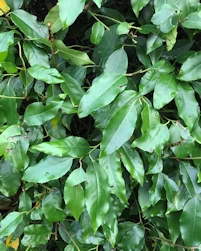 Portugal laurel cherry
