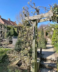 Pyrus communis Conference