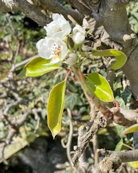 pyrus communis Conference