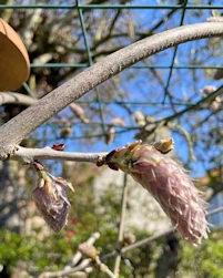 Wisterial flower bud