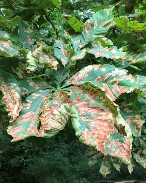 Horse chestnut
