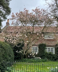 Magnolia