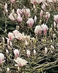 Magnolia