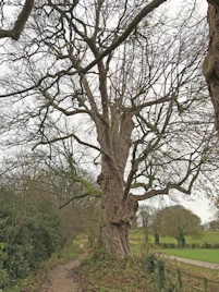 Veteran sycamore tree