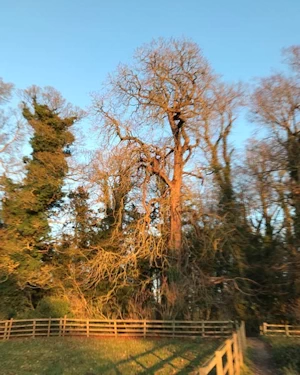 Horse chestnut