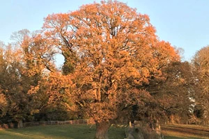 Quercus robur