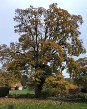 Sycamore tree