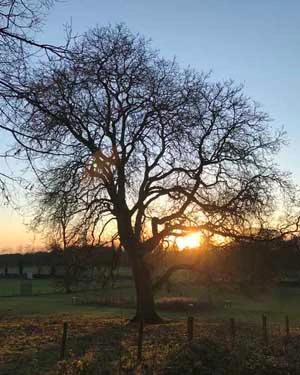 Walnut tree in December