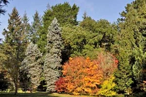 Thorp Perrow arboretum