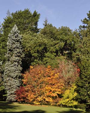 Japanese maple