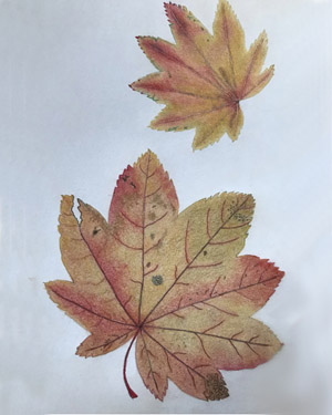 Japanese maple