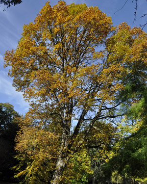 Hungarian oak