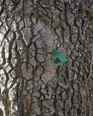 Hungarian oak