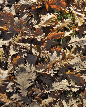 Hungarian oak