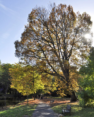 Hungarian oak
