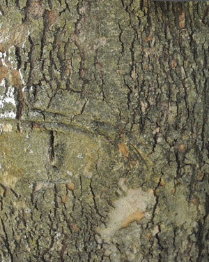 Oriental plane