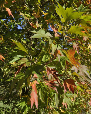 Oriental plane