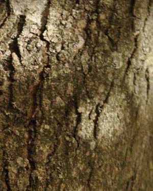 Red maple