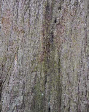 Sequoiadendron giganteum