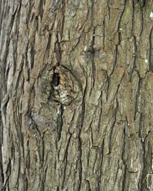 Bald cypress