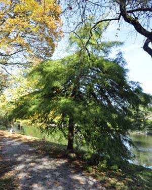 Swamp cypress