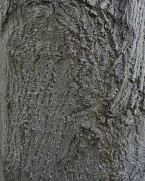 Liriodendron