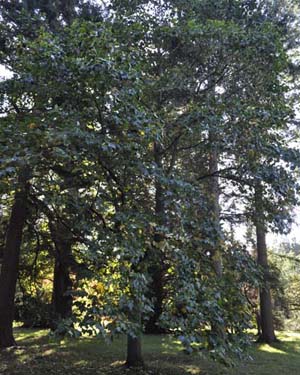 Tulip tree
