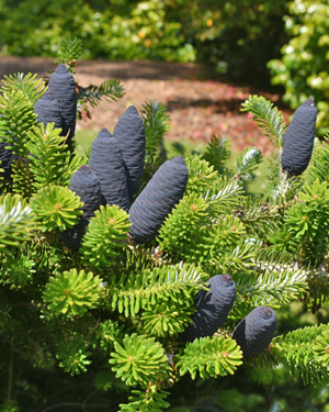 Abies koreana.