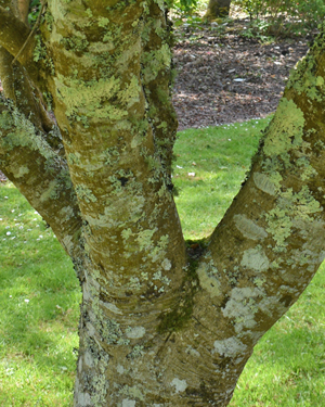 Acer palmatum sango-kaku
